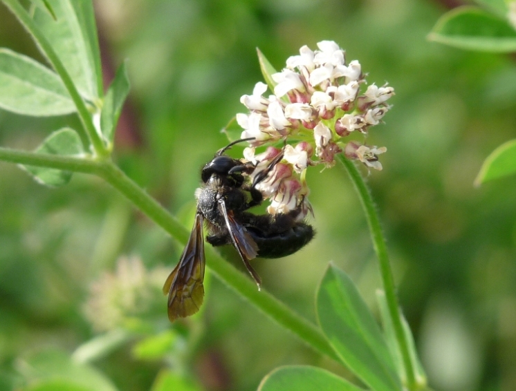 Andrena morio, A. thoracica, A. cfr. agilissima (parassitata)